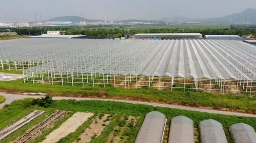 镇江新港项目 打造现代农业项目基地